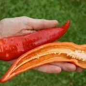 Paprika Samen Sweet Banana Bio Demeter – Bild 2