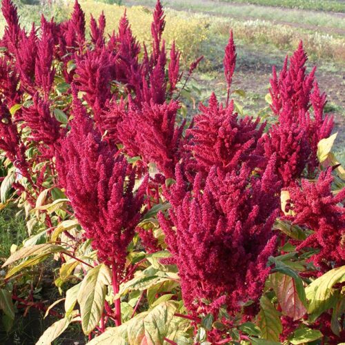 Amaranth Bio – Bild 2