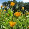 Ringelblumensamen - Calendula – Bild 2