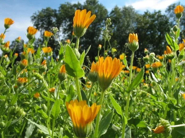 Ringelblumensamen - Calendula – Bild 2