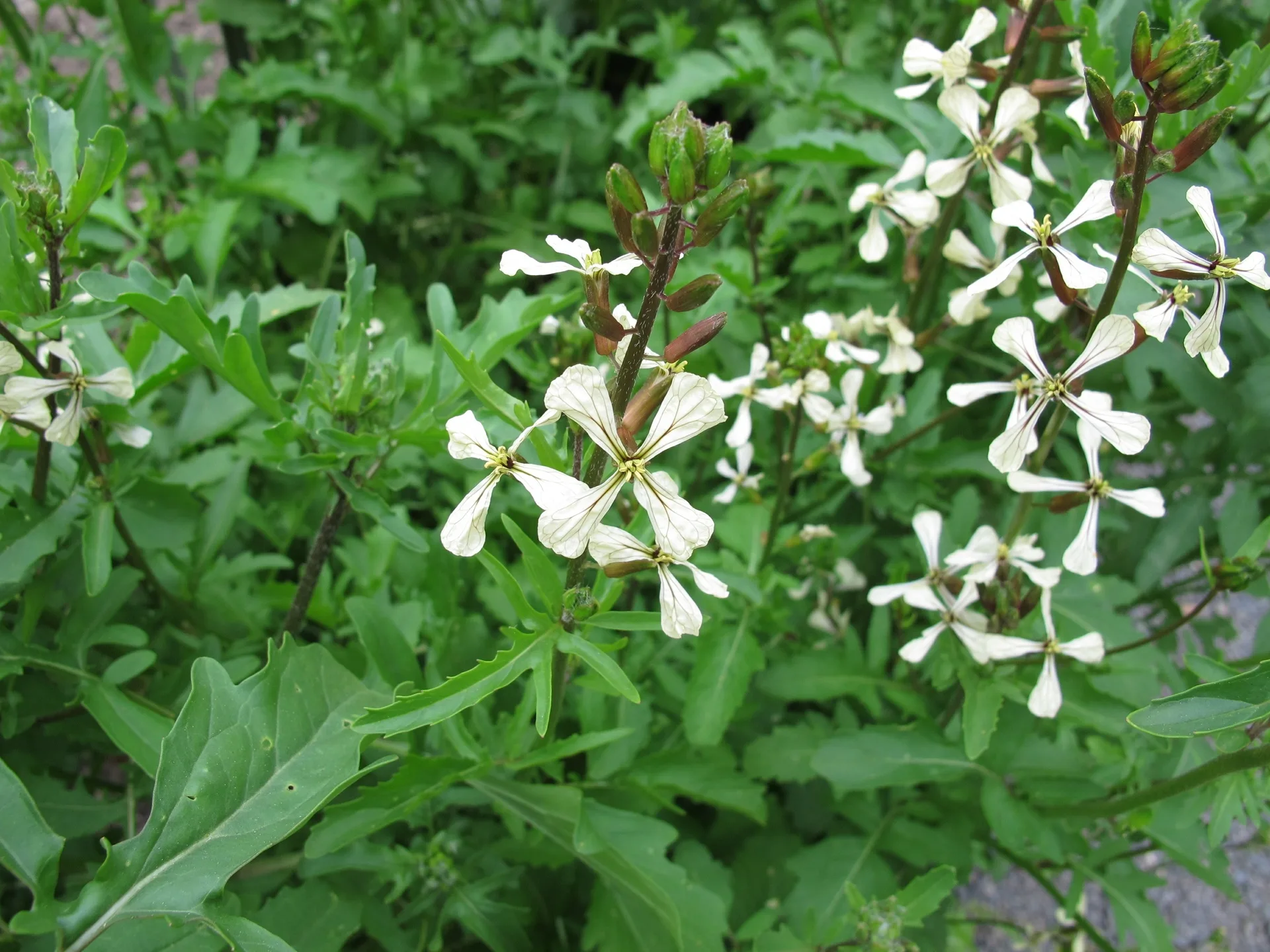 Rucola / Salatrauke Bio – Bild 2