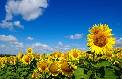 Sonnenblumensamen Giganteus – Bild 2