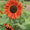 Sonnenblumensamen Velvet Queen Bio – Bild 2