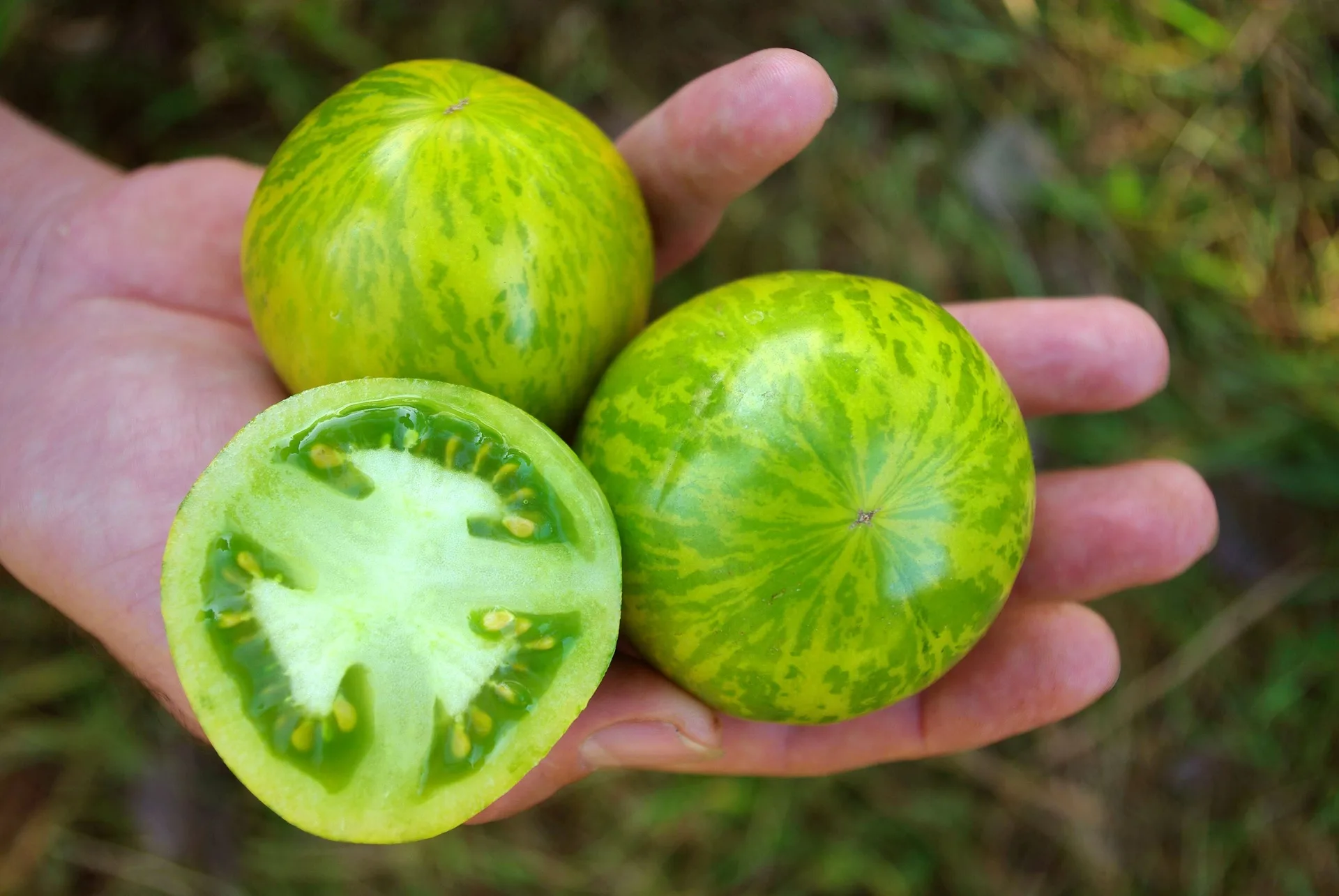 Tomate Green Zebra Bio Demeter – Bild 2