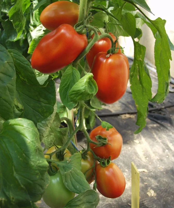 Tomaten Saatgut-Box S (Karton) – Bild 3