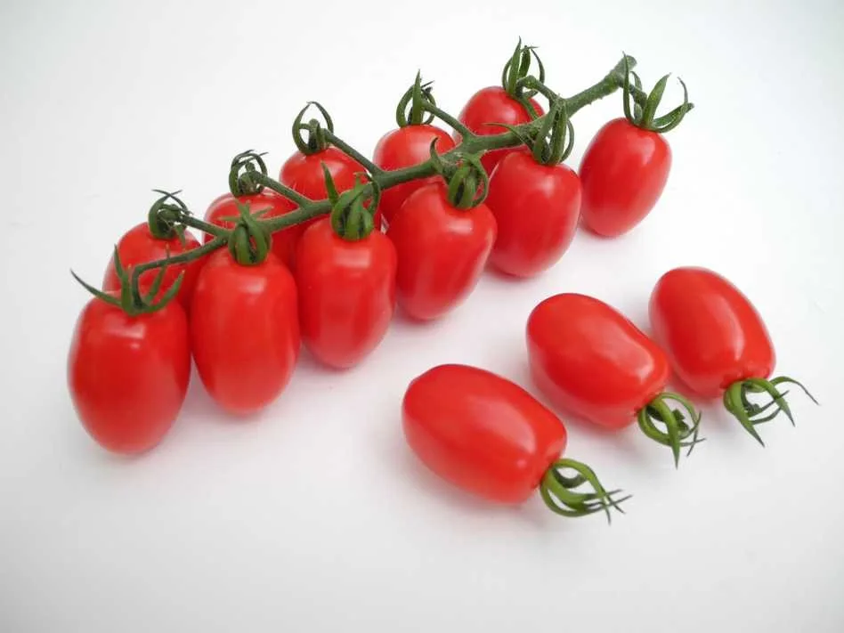 Tomaten Saatgut-Box S (Karton) – Bild 4