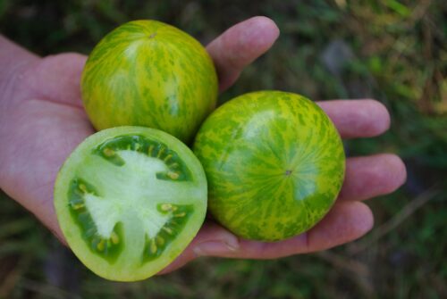 Tomaten Saatgut-Box S Bio (Holzbox) – Bild 5