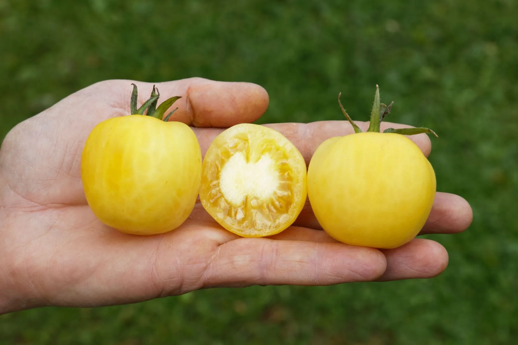 Tomaten Saatgut-Box S Bio (Karton) – Bild 2