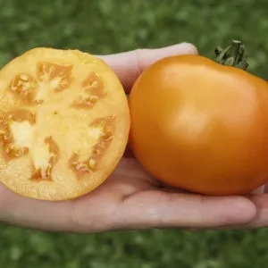 Tomaten Saatgut-Box S Bio (Karton) – Bild 3