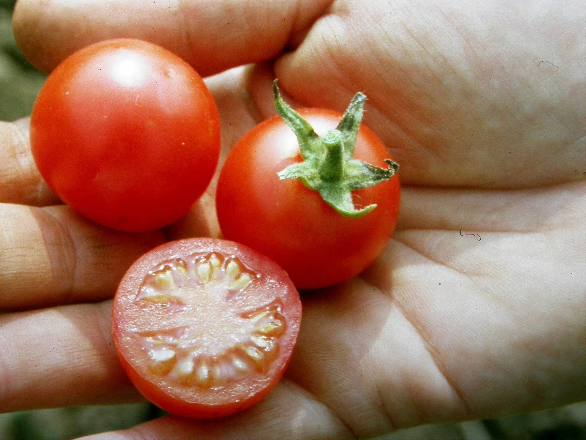 Tomaten Saatgut-Box S Bio (Karton) – Bild 4