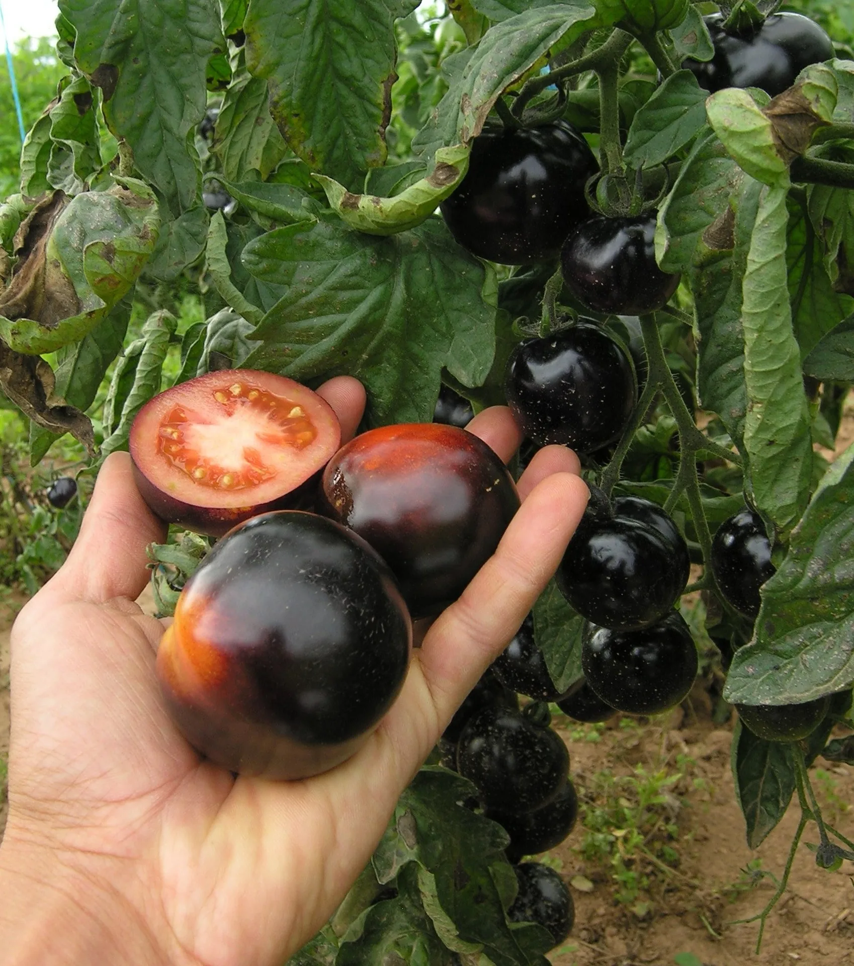 Tomaten Saatgut-Box S Bio (Karton) – Bild 7