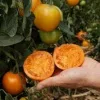 Tomaten Saatgut-Box XS Bio (Karton) – Bild 3