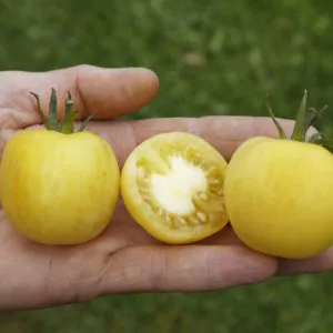 Tomaten Saatgut-Box XS Bio (Karton) – Bild 4