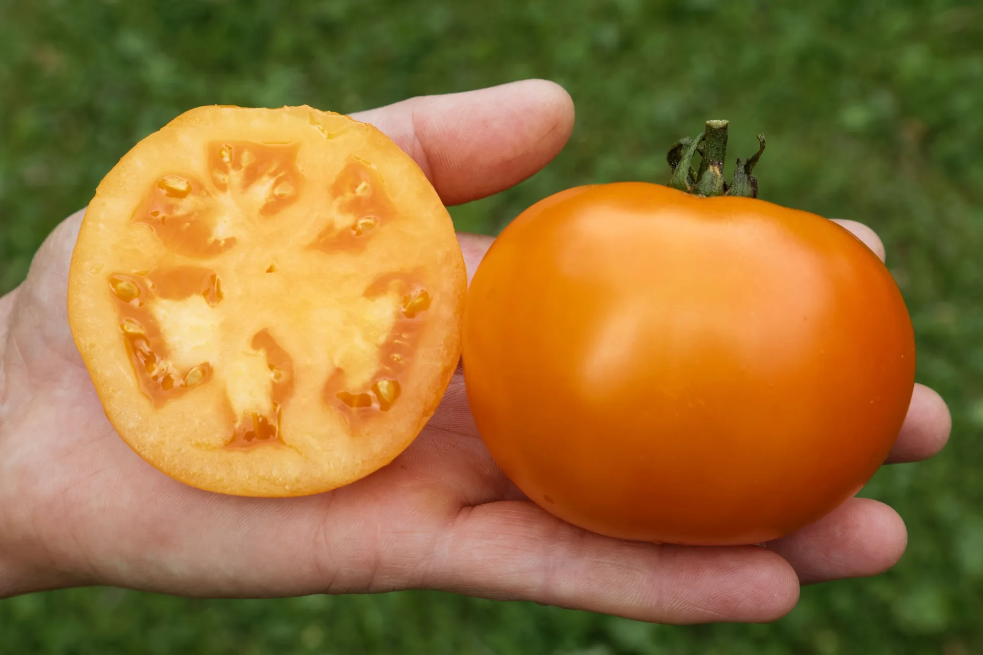 Tomaten Saatgut-Box XS Bio (Holzbox) – Bild 3