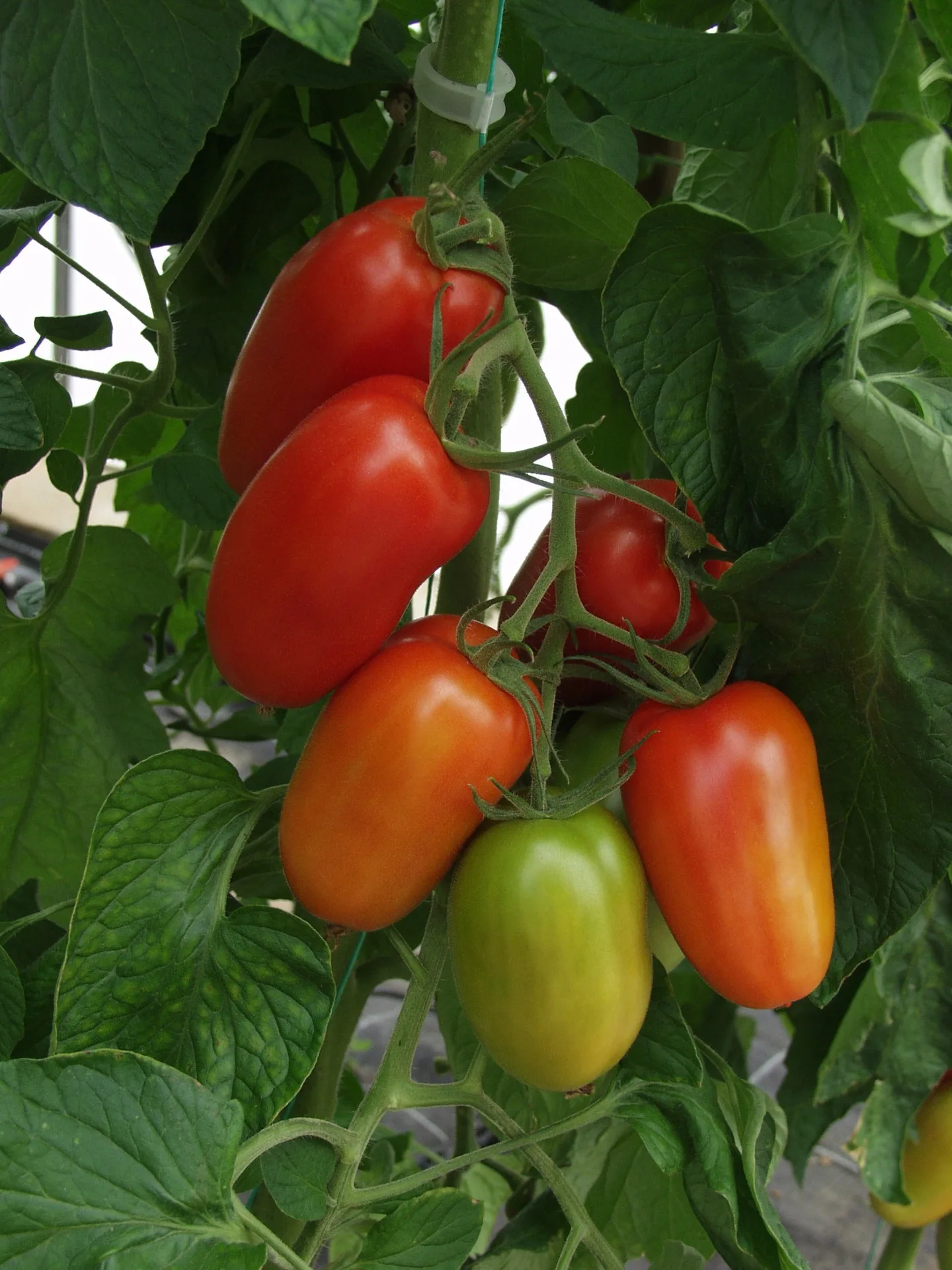 Tomatensamen Agro F1 Bio – Bild 2