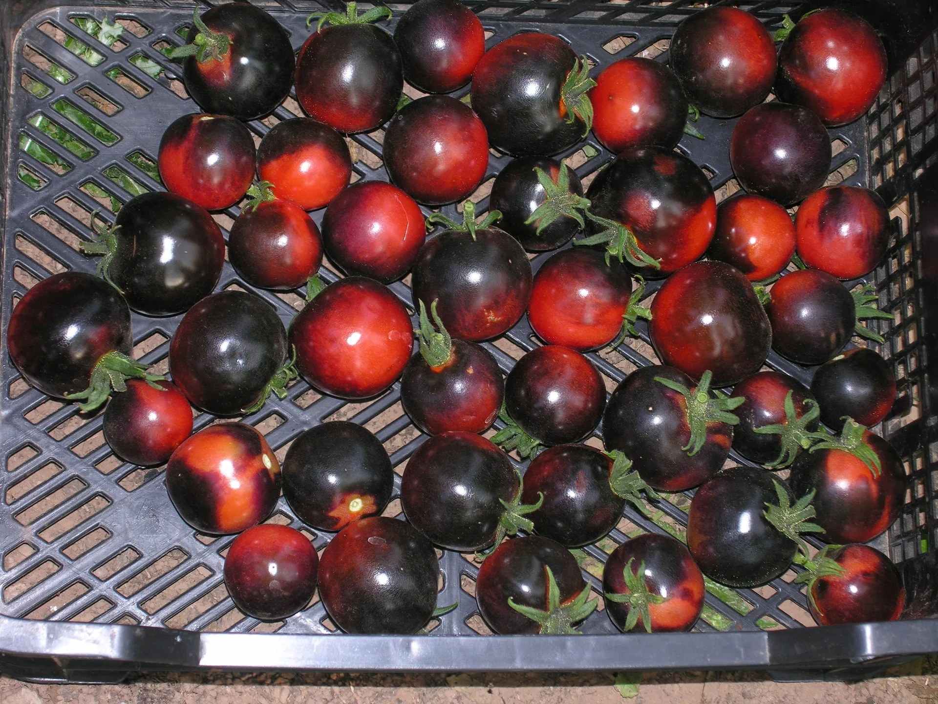 Tomatensamen Indigo Rose Bio Demeter – Bild 2
