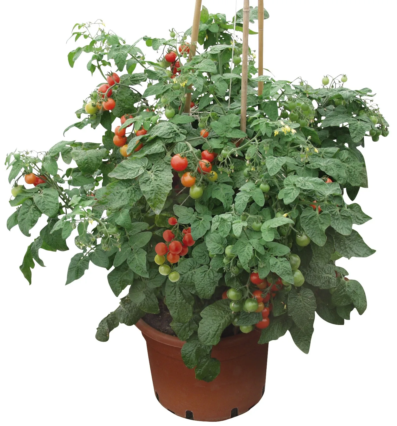 Tomatensamen Siderno F1 (Ersatz 087 Lizzano) – Bild 2