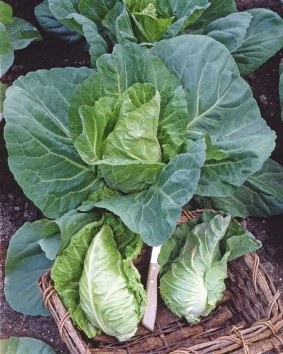 Weisskohlsamen Filderkraut – Bild 2