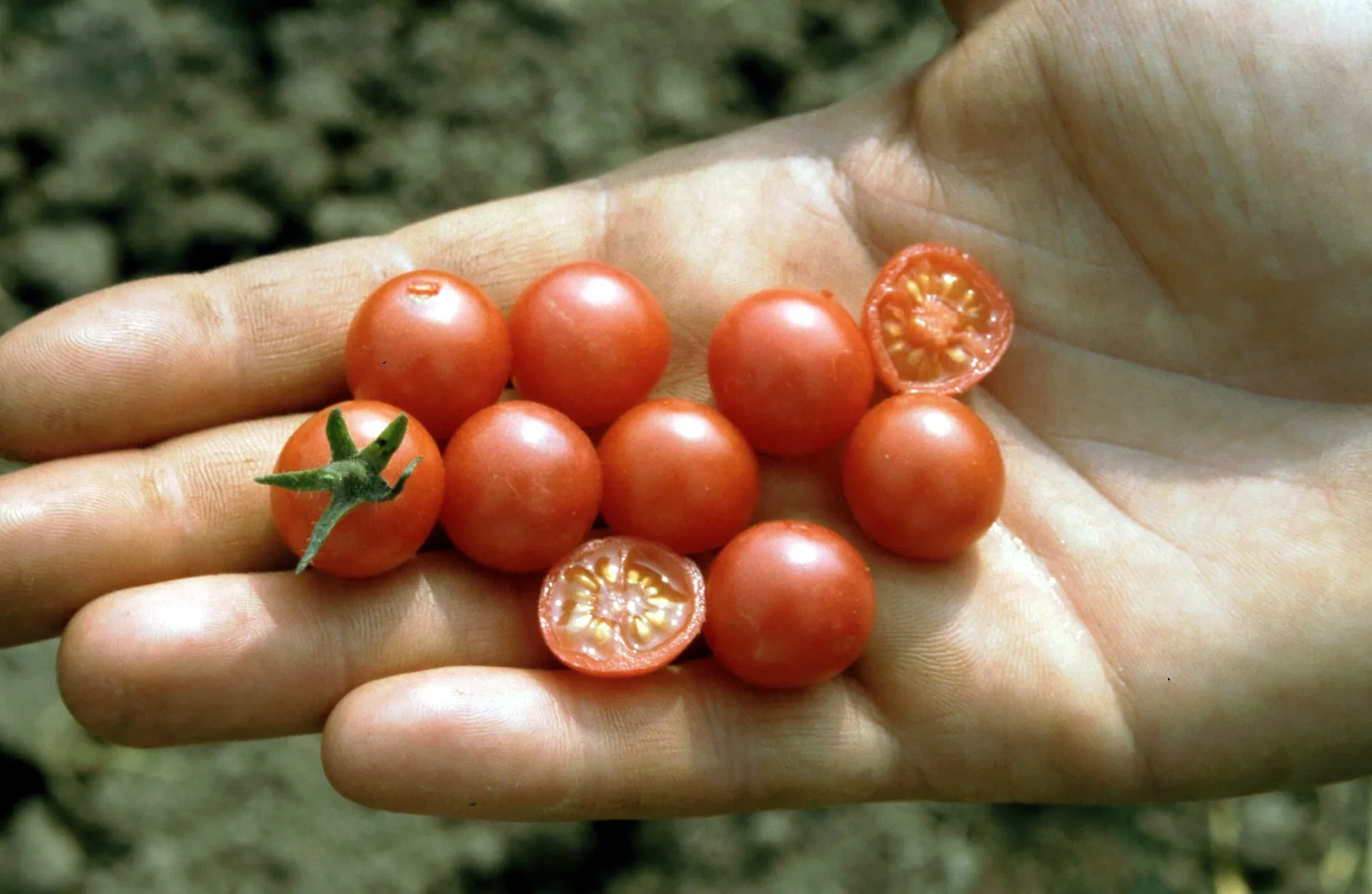 Wildtomate Rote Murmel 7 Korn – Bild 2