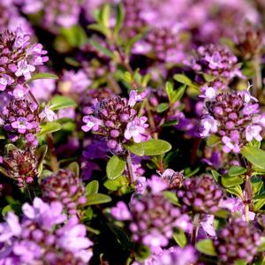 Quendelkraut / Sandthymian