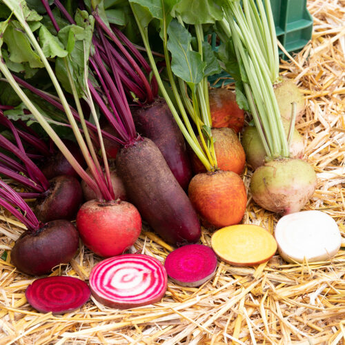 Rote Bete Mix Bio