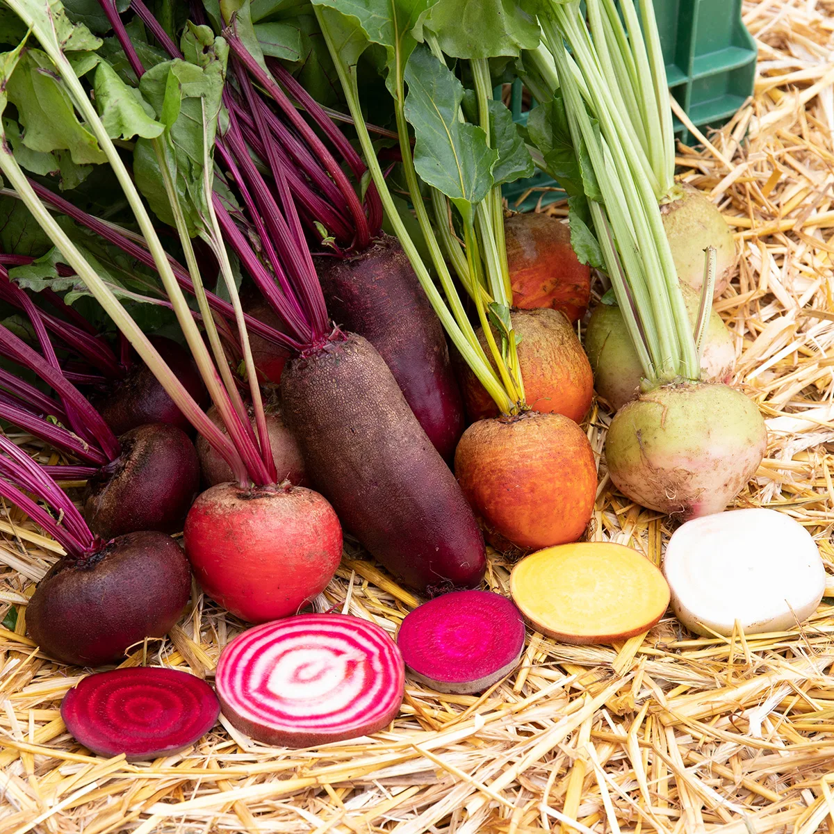 Rote Bete Mix Bio