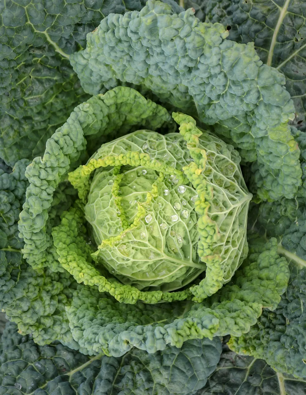 Wirsing Vorbote 3 Bio