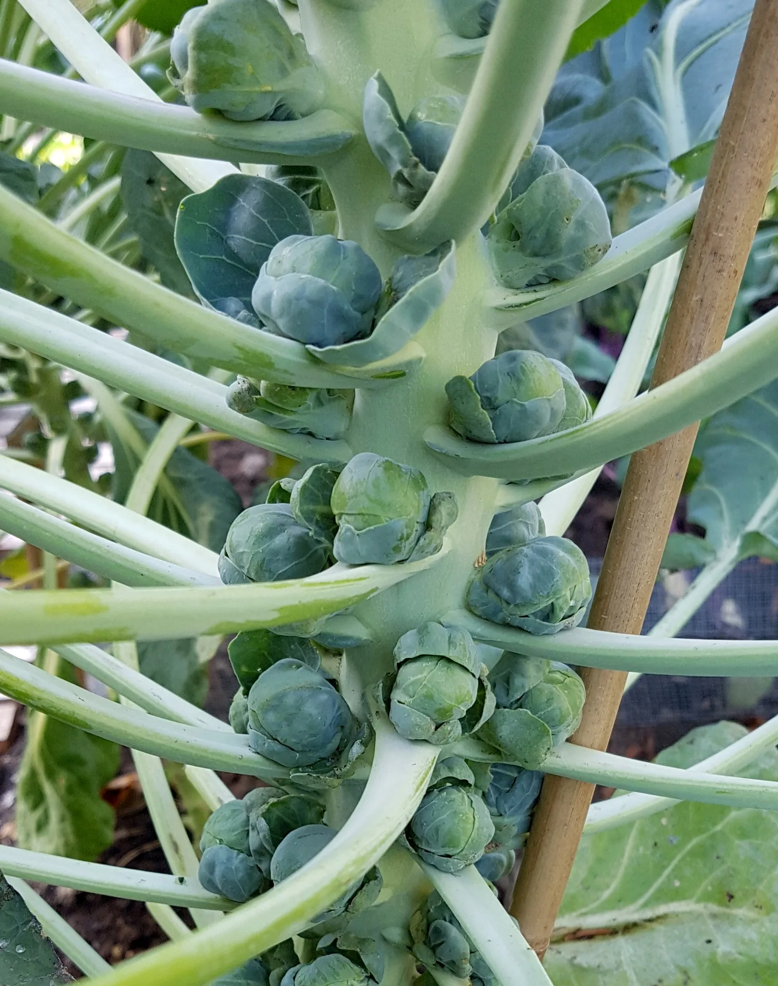 Rosenkohl Groninger Bio