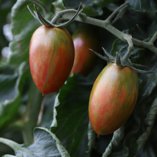 Datteltomate Lucky Tiger Bio