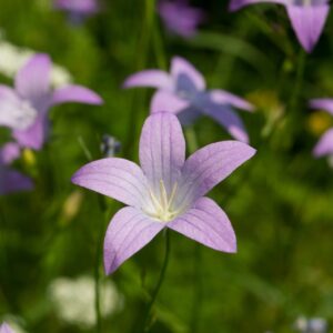 Wiesenglockenblume Campanula patula