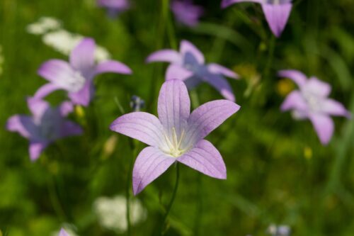 Wiesenglockenblume Campanula patula
