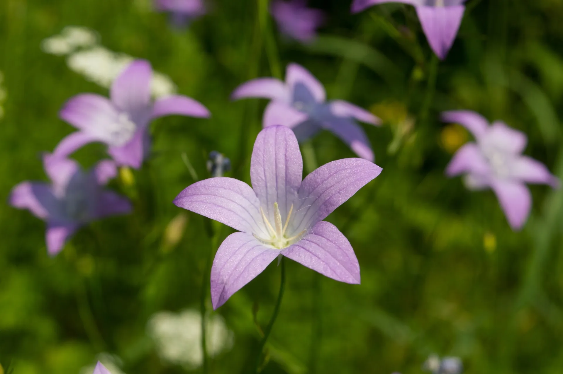 Wiesenglockenblume Campanula patula