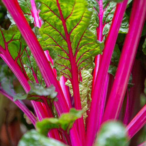 Mangold Fireworks Bio – Bild 5