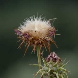 Mariendistel