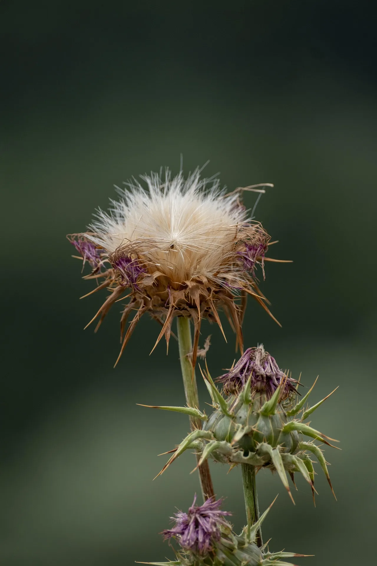 Mariendistel Bio