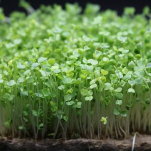 Microgreens Alfalfa Bio