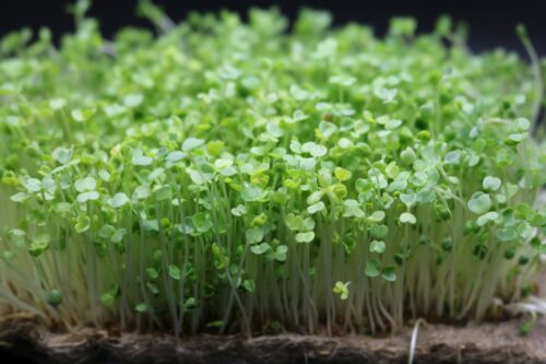 Microgreens Alfalfa Bio