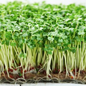Microgreens Brokkoli Don Vito Bio