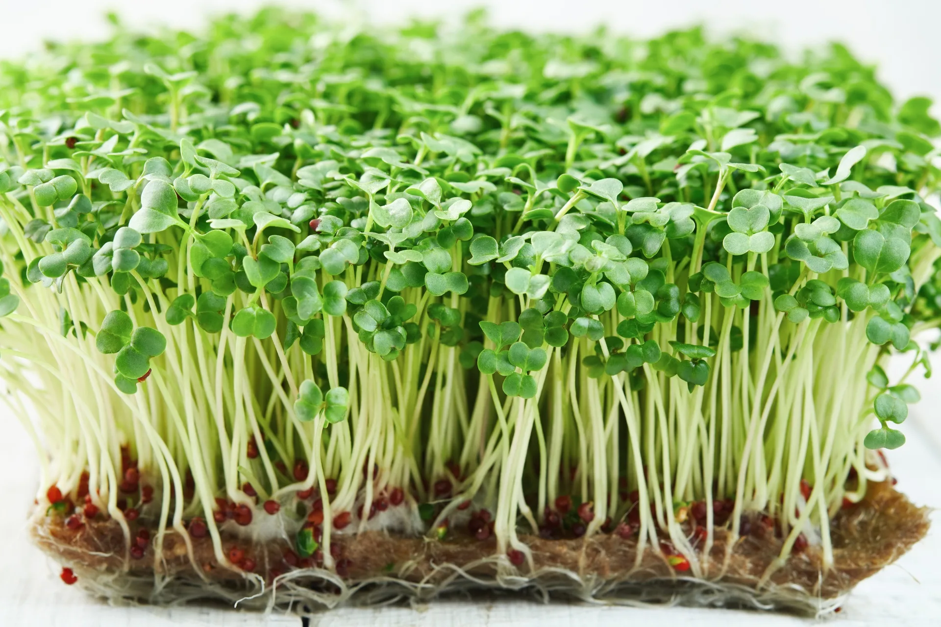 Microgreens Brokkoli Raab Bio