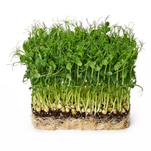 Microgreens Erbse American Wonder Bio