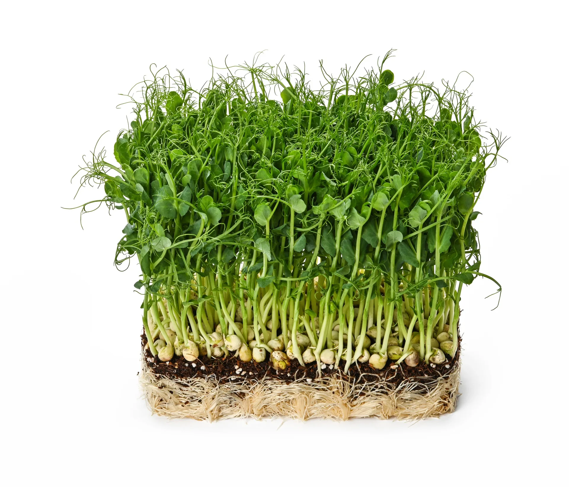Microgreens Grüne Erbse Bio