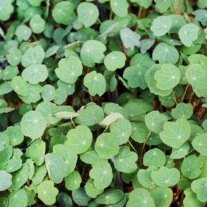 Microgreens Kapuzinerkresse Bio
