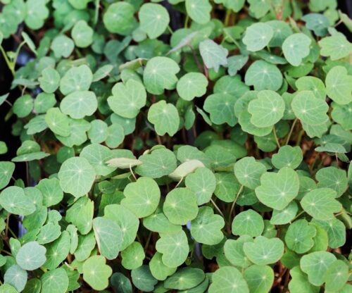 Microgreens Kapuzinerkresse Bio