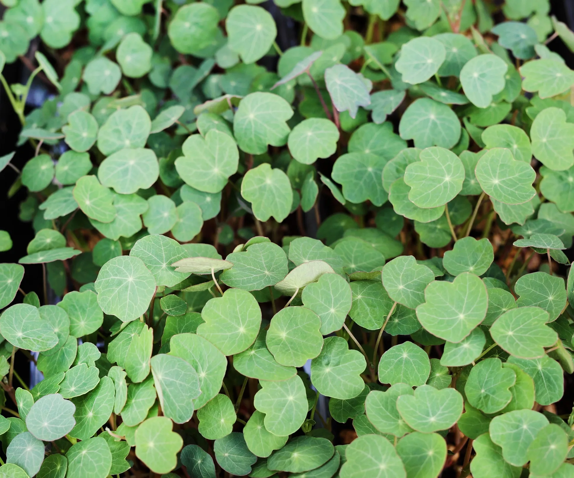 Microgreens Kapuzinerkresse Bio