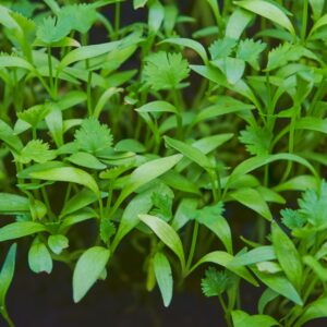 Microgreens Koriander Split