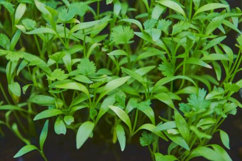 Microgreens Koriander Split
