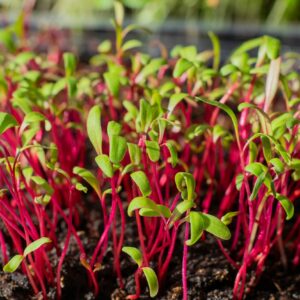Microgreens Rote Rübe Bulls Blood Bio