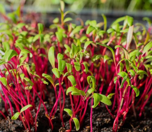 Microgreens Rote Rübe Bulls Blood Bio