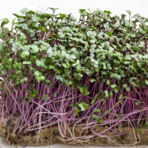 Microgreens Rotkohl Cardinal Bio