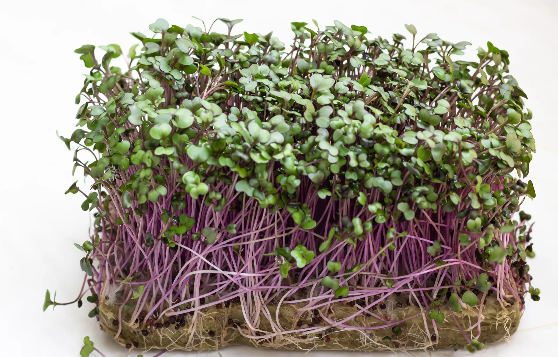 Microgreens Rotkohl Cardinal Bio
